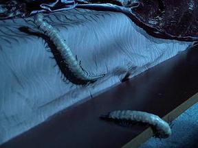 L'insecte arthropode baptisé "Kouhun", dans Star Wars © Lucasfilm L'insecte arthropode baptisé "Kouhun", dans Star Wars © Lucasfilm