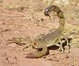 Le scorpion Androctonus Amoreuxi dont le venin est d'une puissance de 5 sur une échelle de... 5 © WikiNature