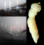 Photographies du champ d'anémones © Nature